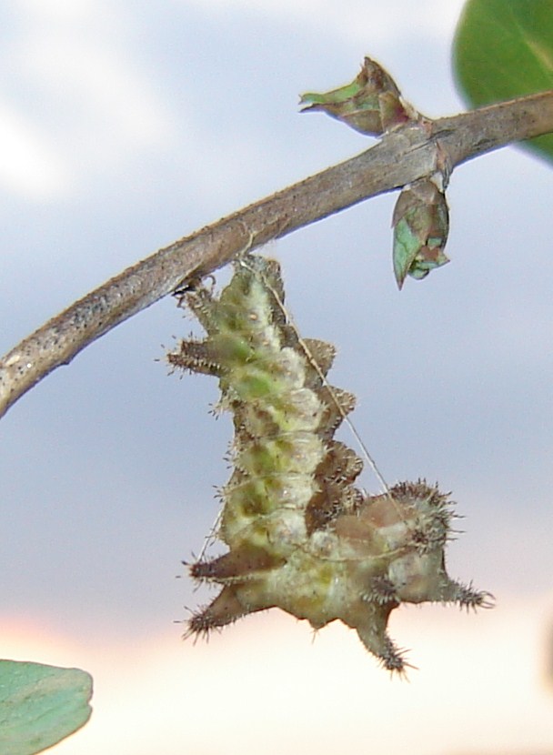 Larva Limenitis? - Limenitis reducta